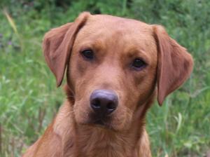 Bellaroyal Funky Monkey