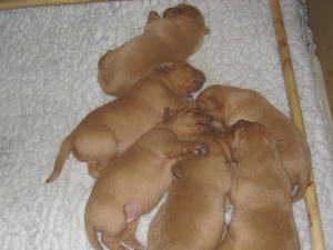 Puppies born 11 Marh 2012