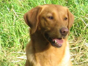 Henergy Sweet Glory (Lola)