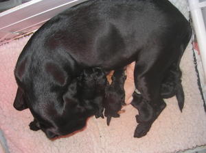 Minnie & pups day 1