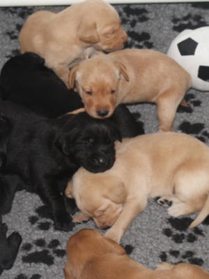 pups 3 weeks old