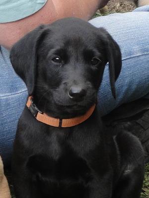 Dog puppy available