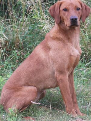 Clio (Mochuto Malana)