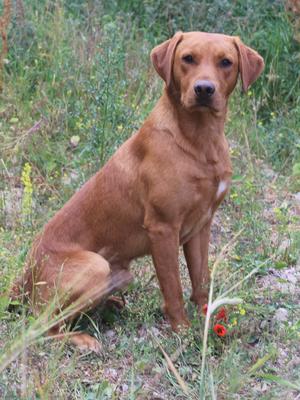 Bellaroyal Funky Monkey