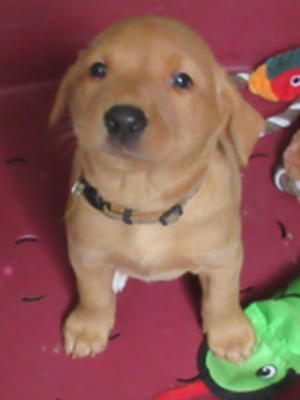 fox red shade of yellow dog puppy