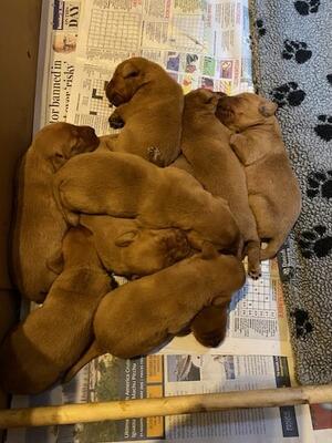 Rumer pups