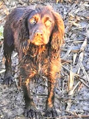 Wet Working Cocker