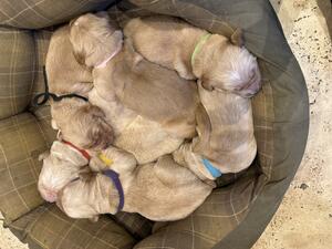 Australian imported pedigree