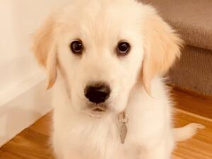 Mother Hazel as a puppy