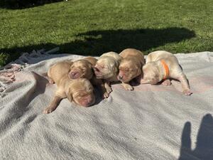5 Boys born on 1 April 2023