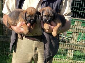 Two gorgeous boys left
