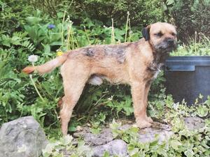 Bramble the sire
