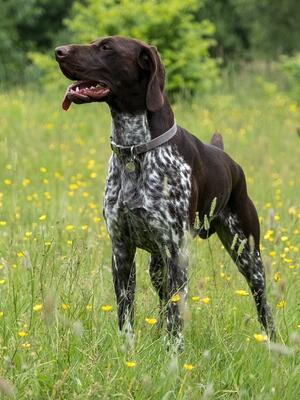 Youlthorpe Beech (Albert) the sire