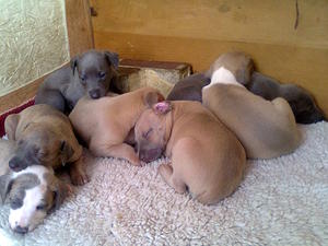 4 weeks old after a big meal