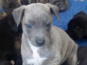 Blue brindle boy