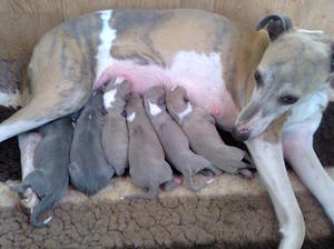 Willow Loving Mum 2013