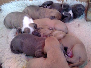sleepy babies