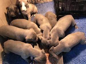 The litter