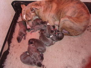 Solars litter soon after birth