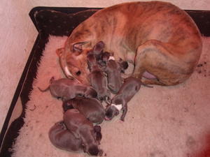 Solars litter just after birth