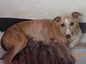 Solar and pups a week old