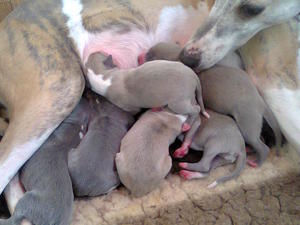 Willow 2013 litter