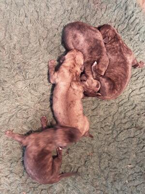 Only the lightest one (Dog) available