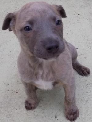 5 weeks old dog pup available