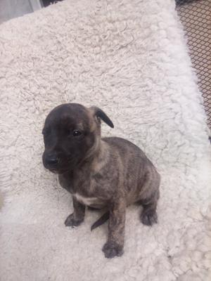 brindle dog available