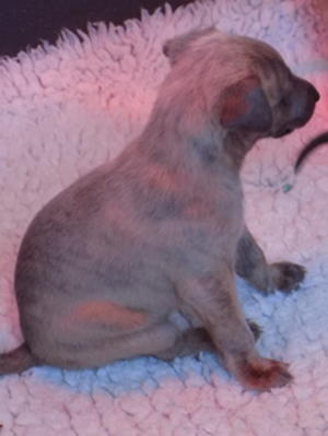 Bitch pup available