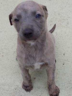 5 weeks old dog pup available