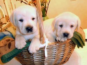Ambers boys in basket
