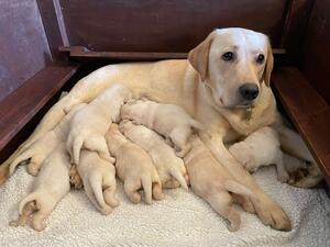 JEWELS & HER PUPPIES