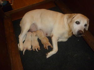 BEAUTIFUL MUM AMBER & PUPS