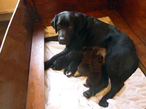 EBONY WITH WEEK OLD PUPS