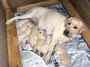Amber and her pups