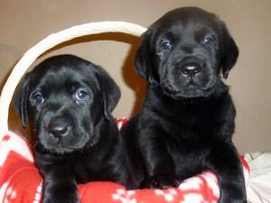 2 boys still available