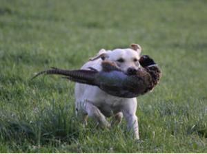 Alfie picking up