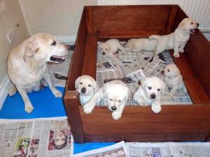 Corl & her pups