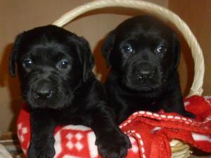 Puppies that Jasper has sired