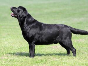 THE EXTREMELY HANDSOME SIRE.