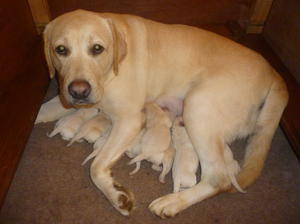 SAPPHIRE THE MUM WITH GORGEOUS PUPS