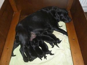Jetta & her 2 wk old pups