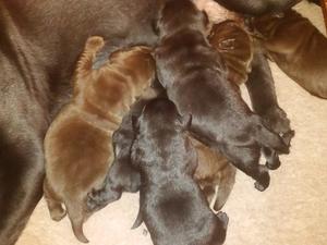 Cinders & 1 week old pups