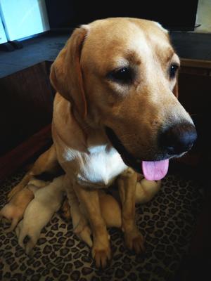 MUM CRYSTAL WITH HIM AS A PUP