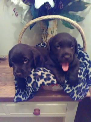 PUPPIES FROM THE LAST LITTER