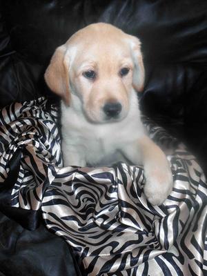 5 week old pups