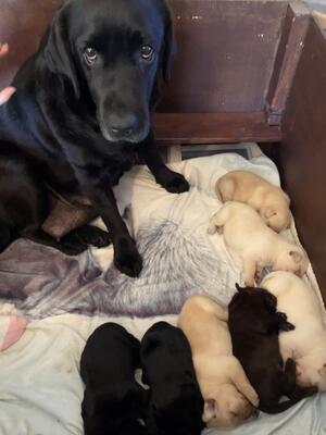 MUM CINDERS & PUPPIES