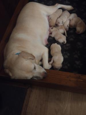 SAPPHIRE & 2 DAY OLD PUPS