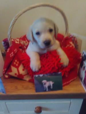 ALL PUPS RESERVED